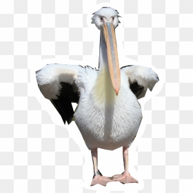 Pelicans Walking Png Png Images - Pelican Transparent, Png Download - pelican png