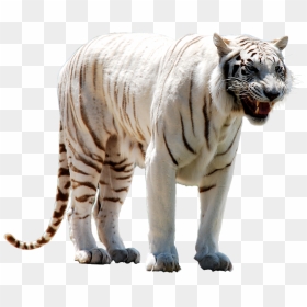 White Tiger Face Png - Real White Tiger Png, Transparent Png - tiger face png