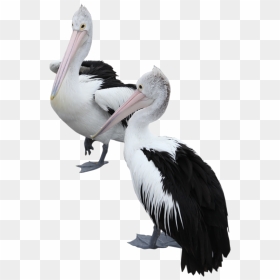 Two Pelicans Png Image - Portable Network Graphics, Transparent Png - pelican png