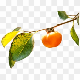 Persimmon Png - Orange Branch Png, Transparent Png - fruit tree png