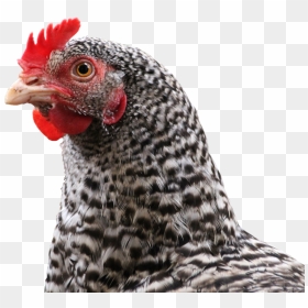 Chicken, Hen, Bird, Animal, Feather, Poultry, Chickens - Transparent Chicken Png Animal, Png Download - hen png