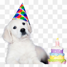 Dog Party Hat Transparent, HD Png Download - birthday hat transparent png