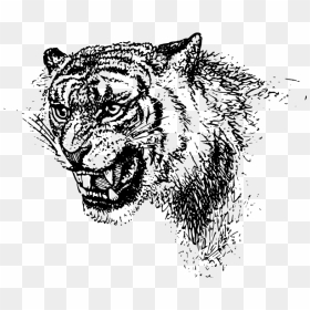 Tiger"s Head Vector Image - Black Clip Art Tiger Free, HD Png Download - tiger face png
