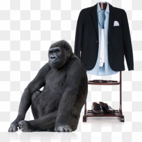 Download Gorilla Png Transparent Images Transparent - Baby Gorila In White Background, Png Download - gorilla face png