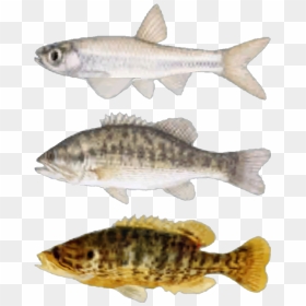 3 Pictures Of Fishes - Fallout Fish, HD Png Download - fishes png