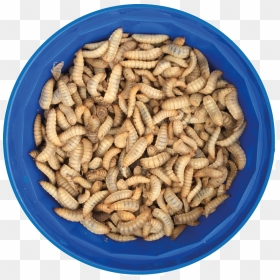 Hermetia Illucens Maggots, HD Png Download - limited time offer png