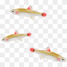 Small Fishes Png - Small Fish Clipart Png, Transparent Png - fishes png