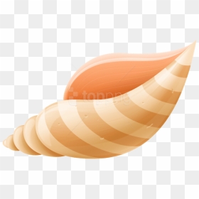 Transparent Seashells Png - Shell Clipart Transparent Background, Png ...