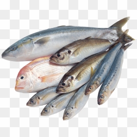 Fishes Png, Transparent Png - fishes png