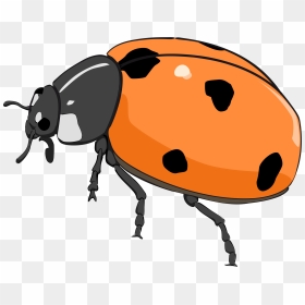 Coccinelle, Ladybug Clip Arts - Cute Beetle Clip Art, HD Png Download - lady bug png