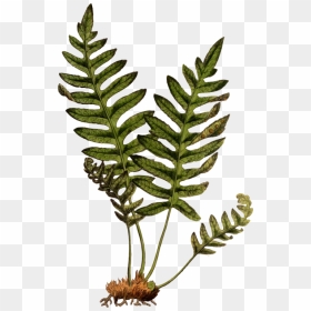 Common Ferns Png - Polypody Png, Transparent Png - ferns png
