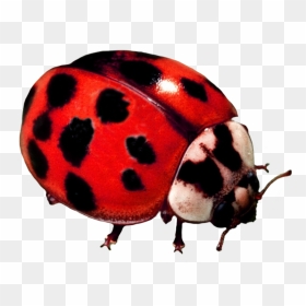 Ladybug Beetle - Ladybug, HD Png Download - lady bug png