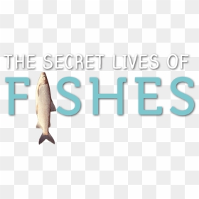Secret Lives Of Fishes - Aquadvantage Salmon, HD Png Download - fishes png