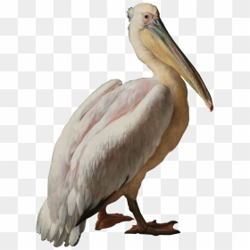 Pelican Seabird Pelecaniformes Water Bird, HD Png Download - pelican png