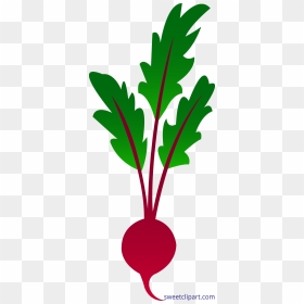 Encode Clipart To Base - Red Beet Clipart, HD Png Download - beet png