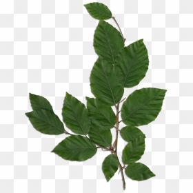 Foliage Png , Png Download - Foliage Png, Transparent Png - foliage png