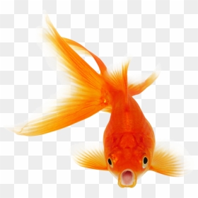 Background Goldfish Transparent - Real Fish Clipart, HD Png Download - fishes png