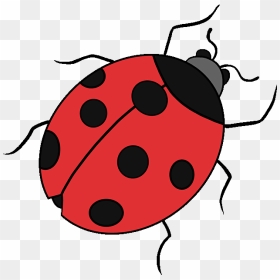 Drawing Ladybird Beetle Image Tutorial Clip Art - Easy Drawing Step By Step, HD Png Download - lady bug png