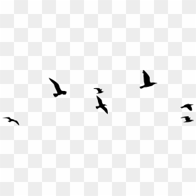 Silhouette Flock Of Birds, HD Png Download - birds silhouette png