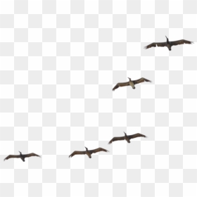 Flying Pelican Transparent Image - Flock, HD Png Download - pelican png