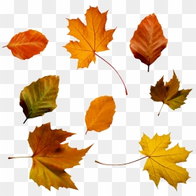 Fall Foliage Png Transparent Image - Autumn Leaf Psd, Png Download - foliage png