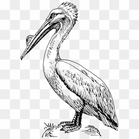 Pelican Svg Clip Arts - Pelican Bird Clip Art, HD Png Download - pelican png