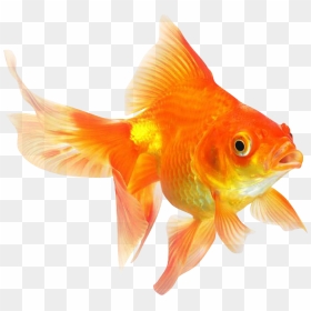 Hd Different Types Of Fishes Transparent Png Image - Goldfish Png, Png Download - fishes png