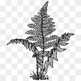 Fern Clipart Black And White, HD Png Download - ferns png