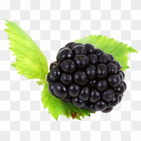 Blackbarries Png, Transparent Png - berries png