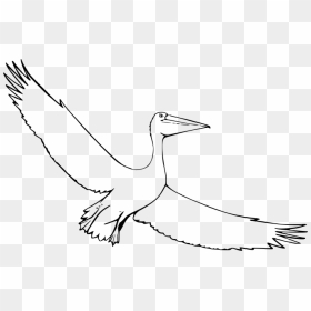 File - Pelican - Svg - Pelican Drawing Open, HD Png Download - pelican png