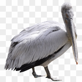Pelican Png, Download Png Image With Transparent Background, - Pelican, Png Download - pelican png