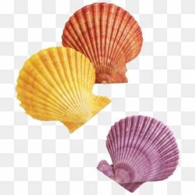 Seashell Background Transparent - Transparent Background Seashells Clipart, HD Png Download - seashells png