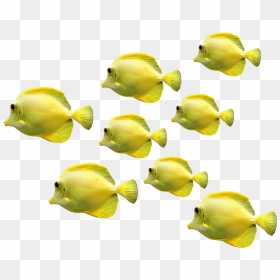 Png Fish Moving, Transparent Png - fishes png