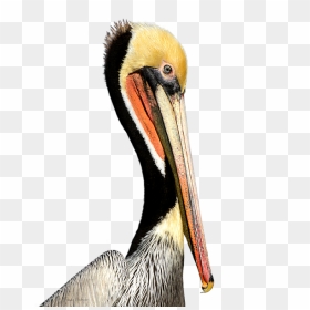 Pelican Products Beak Neck Animal - Beak, HD Png Download - pelican png