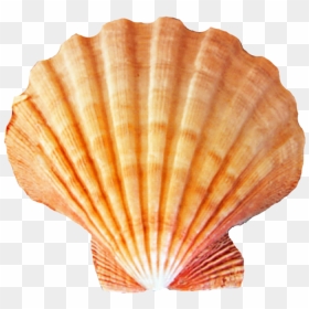 Seashell Png, Transparent Png - seashells png