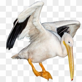 White Pelican , Png Download - White Filler Png Polyvore, Transparent Png - pelican png