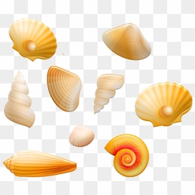 Seashell, HD Png Download - seashells png