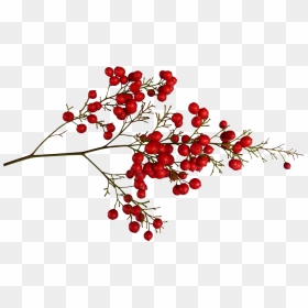 Transparent Background Red Berries Png, Png Download - berries png