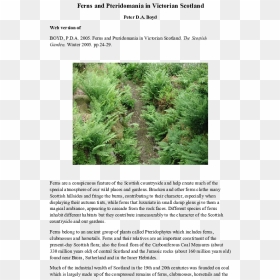 Transparent Ferns Png - Pond Pine, Png Download - ferns png