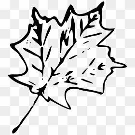 Fall Leaves Black And White Clip Art, HD Png Download - foliage png