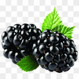 Blackberry Fruit Png, Transparent Png - berries png