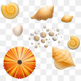 Seashell, HD Png Download - seashells png
