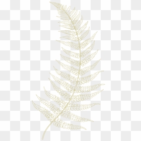 Fern-01 - Ostrich Fern, HD Png Download - ferns png