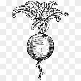Beet Clip Arts - Black And White Beet Clipart, HD Png Download - beet png