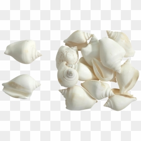Canarium White Seashells 2 - White Shells, HD Png Download - seashells png