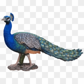Download For Free Peacock Icon Clipart - Pcok, HD Png Download - peacock clipart png