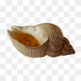 Seashell Pipes Are Not Safe To Smoke Out Of - Coquillage Ou On Entend La Mer, HD Png Download - seashells png