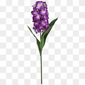 Cattlianthe Jewel Box, HD Png Download - ramas png