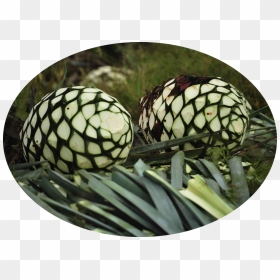 Pina Oval - Piña De Agave Png, Transparent Png - piña png