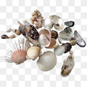 #moodboard #stickers #seashells #sea #shells #summer - Transparent Shells Png, Png Download - seashells png